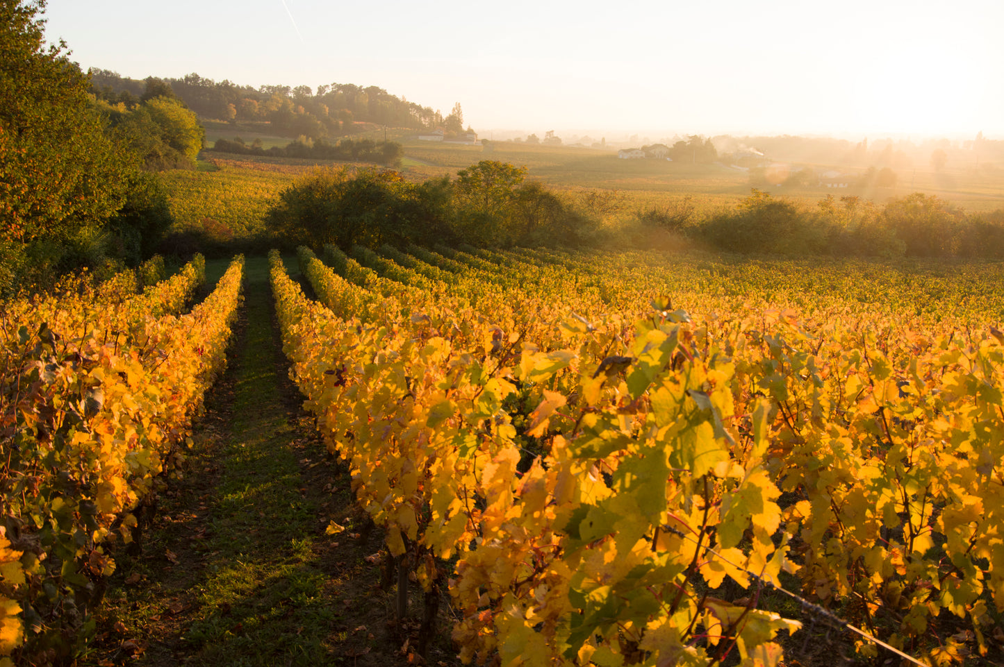 Meet the Wine Maker Event: Chateau Picoron